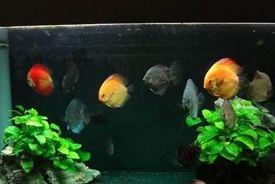 龍魚吃活食和飼料的好處：龍魚吃活食和飼料的好處， 水族問答 第1張