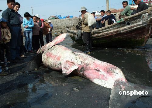 龍魚吃雞肉還是瘦肉好：龍魚吃雞肉和瘦肉有什么好處 水族問答 第2張