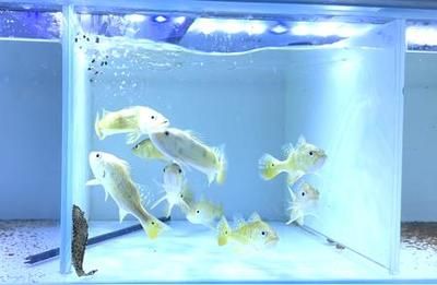 龍魚飼料什么牌子好一點：如何判斷龍魚飼料品牌品牌用戶評價匯總 龍魚百科 第2張