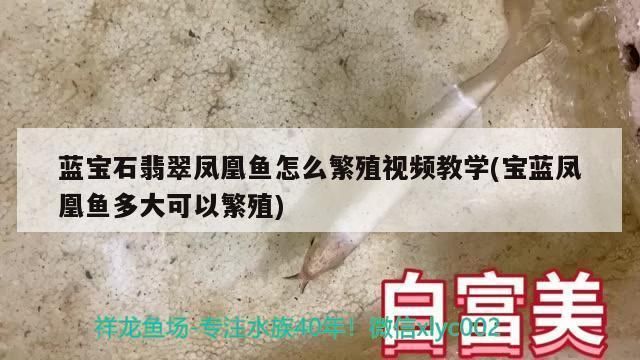 龍魚吃金龜子：龍魚為什么會吃金龜子？ 水族問答 第1張