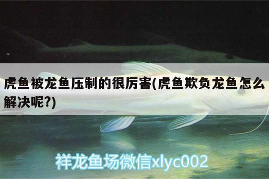 龍魚與虎魚混養(yǎng)打架怎么處理好：龍魚與虎魚混養(yǎng)在水族箱中時(shí)可能會(huì)發(fā)生打架 龍魚百科 第4張