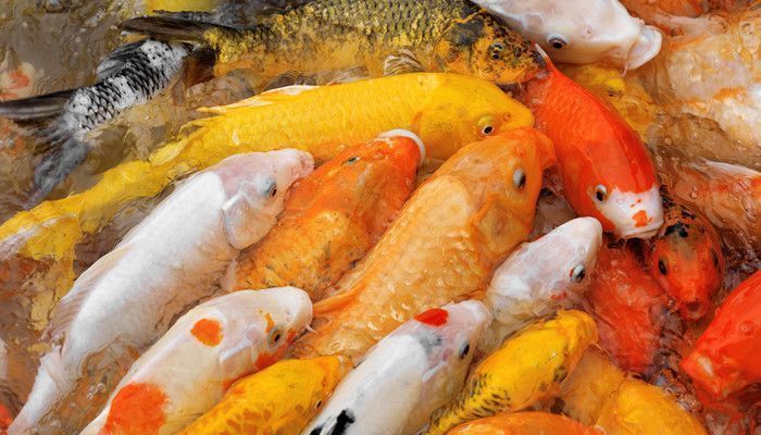 30公分紅龍魚燈光使用：紅龍魚燈光周期性調(diào)整方案紅龍魚燈光與水質(zhì)關(guān)系 龍魚百科 第5張