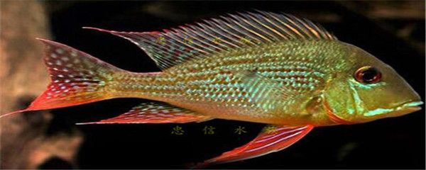 龍魚(yú)吃進(jìn)去吐出來(lái)什么原因：龍魚(yú)為什么會(huì)吃進(jìn)去然后吐出來(lái)食物？ 水族問(wèn)答 第1張