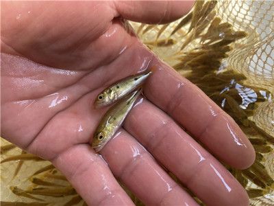 龍魚(yú)吃顆粒飼料嗎：龍魚(yú)可以吃哪些類(lèi)型的顆粒飼料？ 水族問(wèn)答 第2張