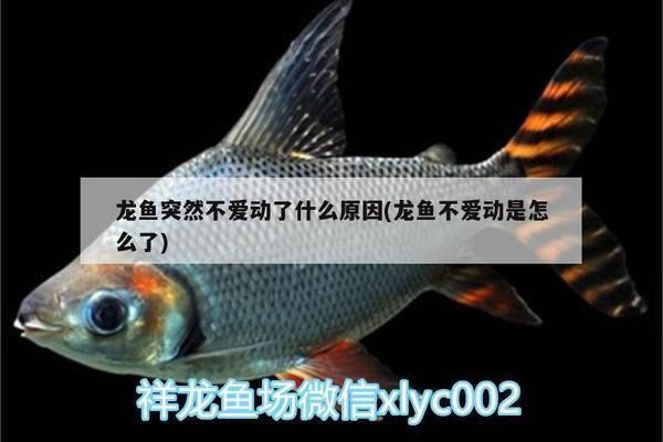 龍魚不愛動是怎么了：造成龍魚不愛動的幾個(gè)原因及其解決方法及其解決方法 龍魚百科 第2張