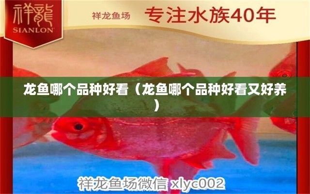 龍魚什么品種好養(yǎng)又便宜：好養(yǎng)又便宜的龍魚品種 龍魚百科 第1張