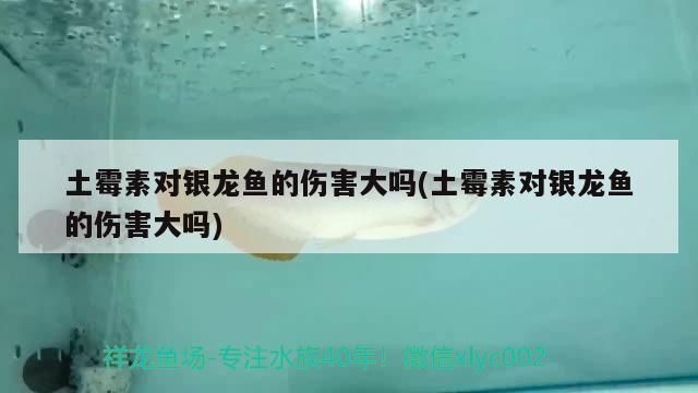 龍魚放土霉素vs祥龍魚場(chǎng)：龍魚放土霉素與“祥龍魚場(chǎng)”對(duì)比，土霉素使用注意事項(xiàng) vs祥龍魚場(chǎng) 第1張