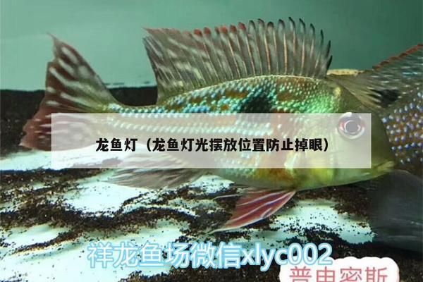 龍魚燈怎樣擺放不掉眼睛：龍魚燈如何正確擺放 龍魚百科 第3張