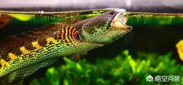 龍魚吃什么小魚vs祥龍魚場：龍魚飼料品牌推薦龍魚飼料品牌推薦龍魚飼料品牌推薦 vs祥龍魚場 第16張