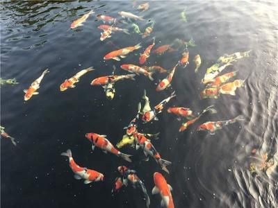 龍魚(yú)吃了活食還會(huì)改口嗎：如果龍魚(yú)誤食了不適合其消化系統(tǒng)的活餌，可能會(huì)出現(xiàn)不良后果 水族問(wèn)答 第2張