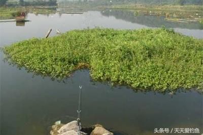 夏季魚(yú)苗最佳生長(zhǎng)水溫范圍：夏季魚(yú)苗生長(zhǎng)的最佳水溫范圍 龍魚(yú)百科 第5張