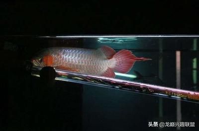 龍魚不愛游動不吃食vs祥龍魚場：龍魚不愛游動不吃食可能由多種因素引起龍魚食欲不振