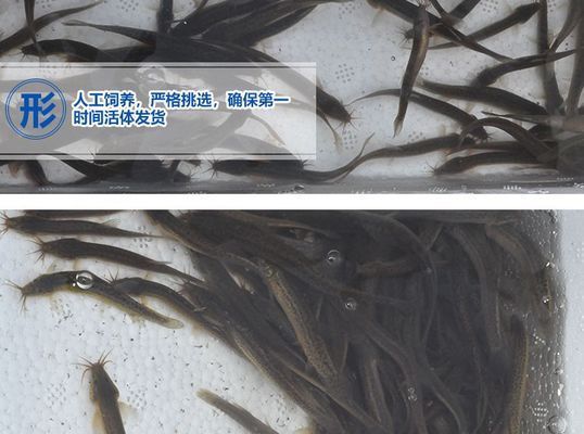 龍魚(yú)吃的泥鰍要凍多久才可以喂vs祥龍魚(yú)場(chǎng)：“龍魚(yú)吃的泥鰍要凍多久才可以喂”的直接答案是答案 vs祥龍魚(yú)場(chǎng) 第2張