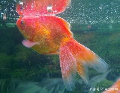 龍魚全身長白點是什么病：如何正確提高水溫治白點，預防龍魚白點病的有效措施 龍魚百科 第5張