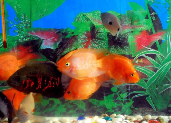 龍魚吃了飼料又吐出來 水族問答 第2張