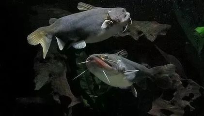 龍魚吃了飼料又吐出來(lái)怎么回事：為什么龍魚在吃飼料后又吐出來(lái)，這是有什么健康問題嗎？ 水族問答 第2張