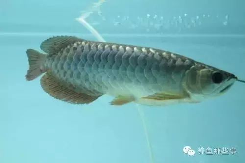 龍魚(yú)腸炎的具體治療步驟：龍魚(yú)腸炎怎么治療 龍魚(yú)百科 第3張