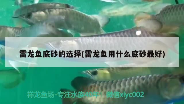 龍魚多大停止生長vs祥龍魚場：龍魚停止生長年齡因種類而異，龍魚生長周期管理如何辨別