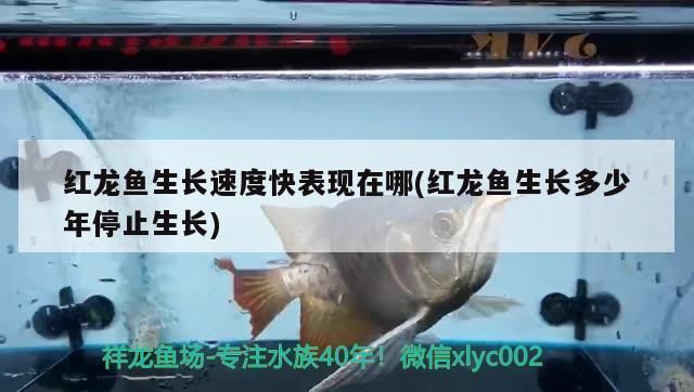 龍魚多大停止生長vs祥龍魚場：龍魚停止生長年齡因種類而異，龍魚生長周期管理如何辨別