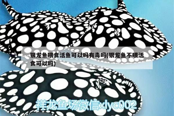 龍魚不喂活魚可以嗎vs祥龍魚場：龍魚不喂活魚可以嗎