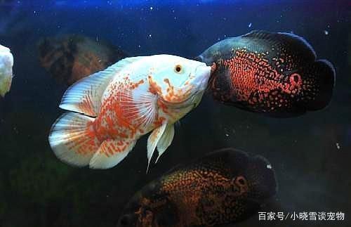 紅龍魚不愛吃食怎么辦好請幫幫忙vs祥龍魚場：全球首獲cites準證繁殖及出口龍魚的魚場