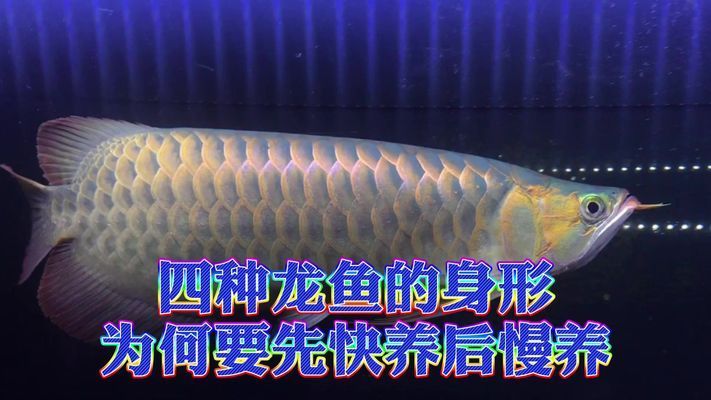 紅龍魚不愛吃食怎么辦好請(qǐng)幫幫忙vs祥龍魚場(chǎng)：全球首獲cites準(zhǔn)證繁殖及出口龍魚的魚場(chǎng) vs祥龍魚場(chǎng) 第5張