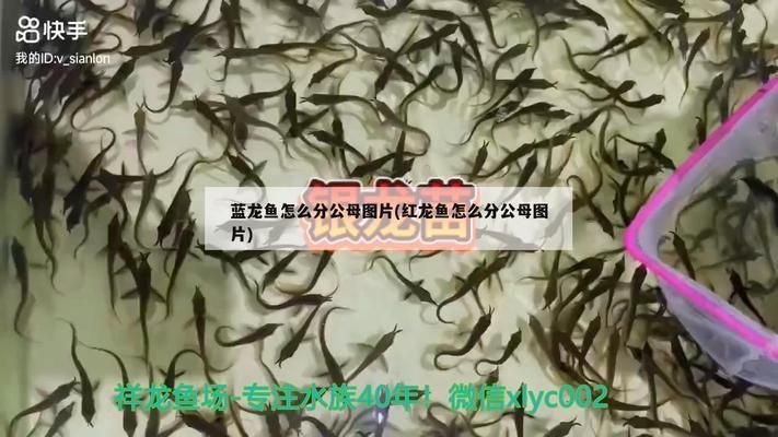 銀龍魚活餌與人工餌區(qū)別：銀龍魚活餌保存方法 龍魚百科 第4張