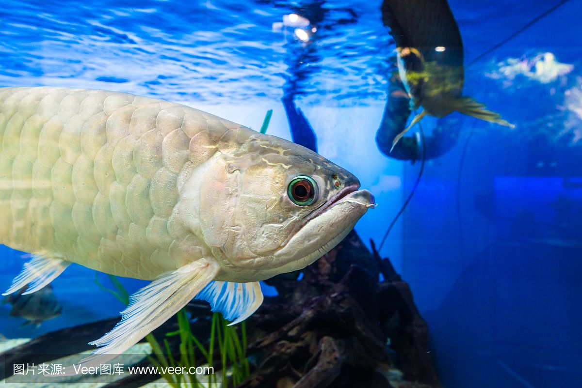 龍魚飼養(yǎng)綠水處理：如何在魚缸中使用正確的綠水 龍魚百科 第4張