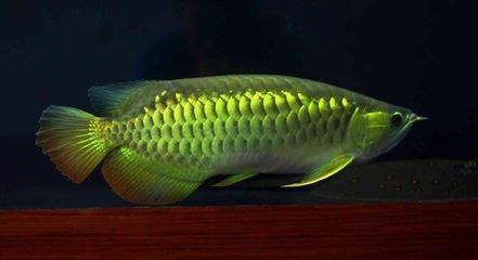 龍魚(yú)有病怎么治療最好視頻大全：治療龍魚(yú)疾病需要綜合考慮 龍魚(yú)百科 第1張