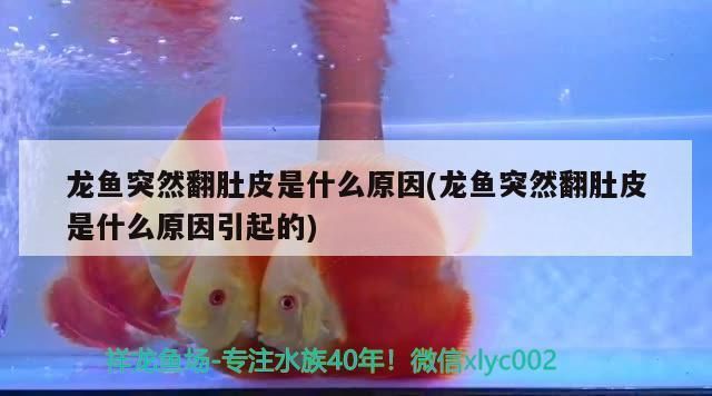 龍魚翻肚子怎么辦vs祥龍魚場(chǎng)：龍魚翻肚子怎么辦