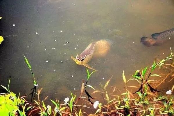 龍魚原產地生活環(huán)境怎么樣：龍魚原產地水質管理技巧 龍魚百科 第2張