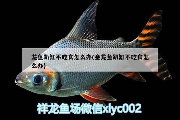 金龍魚趴缸底不吃東西怎么回事vs祥龍魚場(chǎng)：金龍魚趴在缸底不吃東西可能是水質(zhì)問(wèn)題，可能是水質(zhì)問(wèn)題