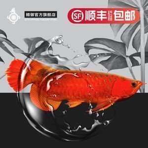 龍魚打傷喂點什么食物好得快一點vs祥龍魚場：龍魚受傷后的飲食調(diào)理