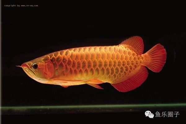 龍魚吃林蛙能消化嗎：林蛙被龍魚捕食會對生態(tài)環(huán)境造成影響嗎？ 水族問答 第2張