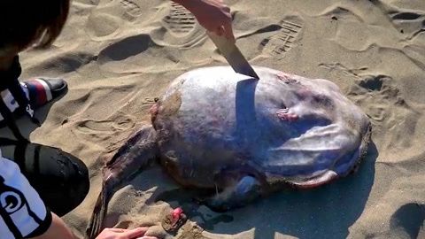 六角恐龍魚死了：六角恐龍魚因疾病死亡 龍魚百科 第5張