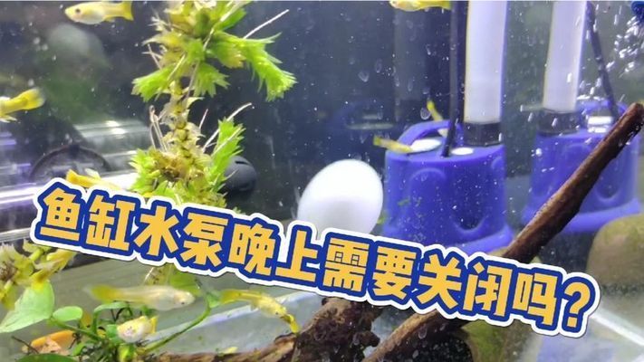 龍魚缸水泵要一直開著嗎vs祥龍魚場：龍魚缸水泵是否需要一直開啟的問題并對比了“祥龍魚場”的觀點(diǎn)