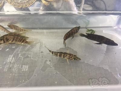 龍魚吃面包蟲的危害：長期喂食面包蟲可能對龍魚造成危害 水族問答 第1張