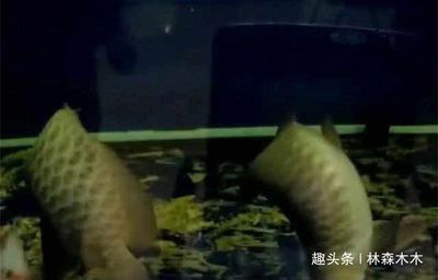 龍魚魚缸停電一天會死嗎：停電一天會對龍魚造成傷害嗎？ 龍魚百科 第3張