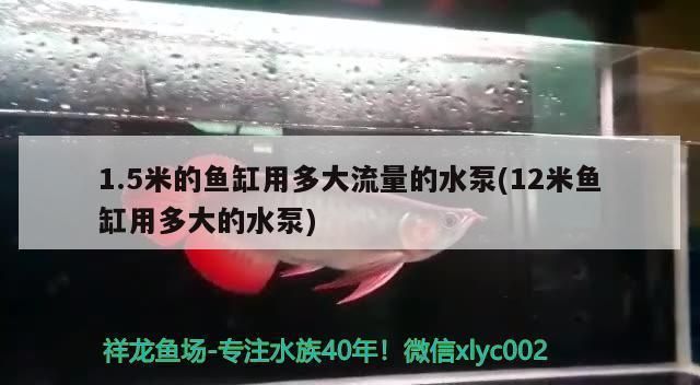 被龍魚咬了有什么預(yù)兆？vs祥龍魚場：龍魚咬人后的處理方法 vs祥龍魚場 第5張