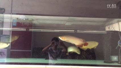 龍魚手術后幾天喂食好：龍魚手術后喂食頻率如何調整 龍魚百科 第2張