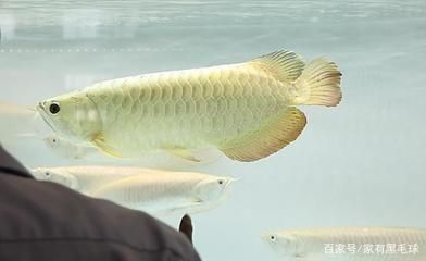 龍魚掉眼怎么辦給它吃什么東西：龍魚掉眼怎么辦 龍魚百科 第4張