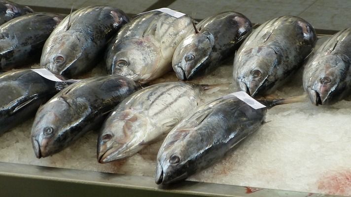 泰龐海鰱魚適宜水溫范圍：泰龐海鰱魚適宜水溫范圍,泰龐海鰱魚日常養(yǎng)護(hù)技巧 龍魚百科 第4張