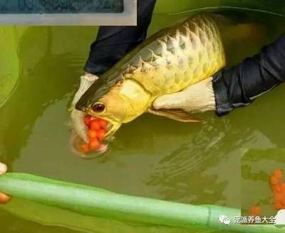 龍魚孵化口含：龍魚人工孵化的技術要點 龍魚百科 第3張