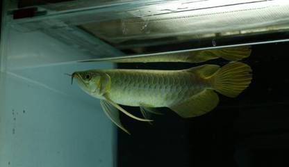 龍魚厲害嗎：龍魚的厲害之處 龍魚百科 第4張