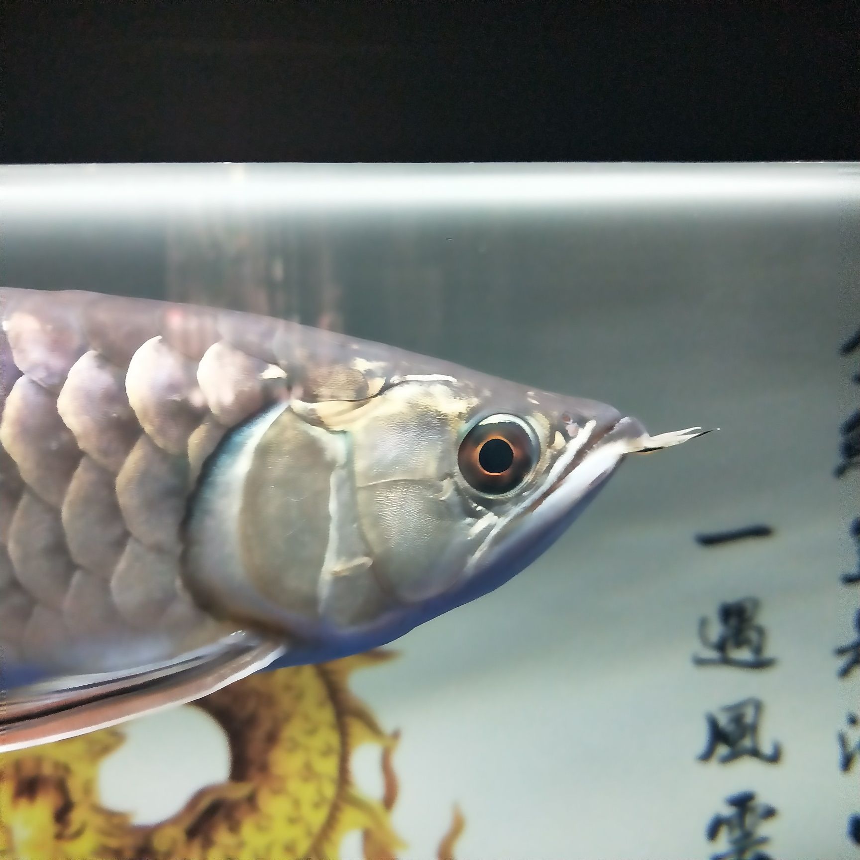 龍魚(yú)兜嘴手術(shù)教程：龍魚(yú)兜嘴手術(shù)的詳細(xì)教程 龍魚(yú)百科 第5張