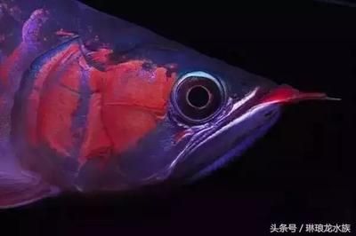 龍魚(yú)兜嘴手術(shù)教程：龍魚(yú)兜嘴手術(shù)的詳細(xì)教程 龍魚(yú)百科 第4張