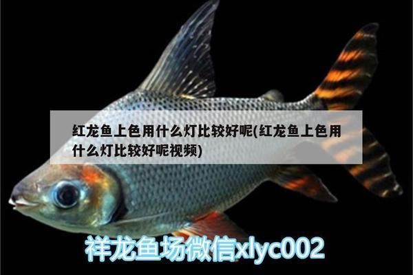 龍魚發(fā)色用什么燈比較好呢視頻教程：龍魚發(fā)色用什么燈比較好龍魚發(fā)色效果視頻教程 龍魚百科 第1張