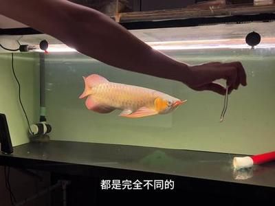 龍魚(yú)飼料魚(yú)怎么養(yǎng)的視頻：養(yǎng)殖龍魚(yú)飼料魚(yú)需要注意的幾個(gè)方面 龍魚(yú)百科 第2張