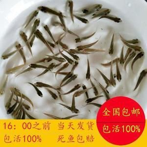 龍魚在冷水能活嗎多久會死：關(guān)于龍魚在冷水中的生存細(xì)節(jié)