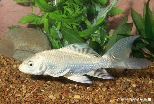 如何判斷龍鳳鯉魚健康：如何判斷龍鳳鯉魚的健康狀況 龍魚百科 第6張